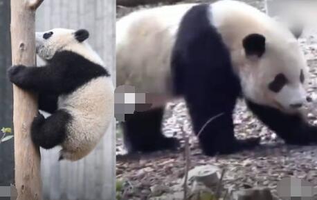 游客回憶最后一次見(jiàn)到寶新 去世原因太出乎意料了