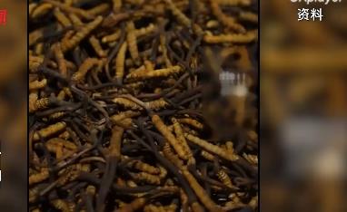太卷了!四川燒烤蟲草 網友驚嘆這一串下肚得流多少鼻血啊