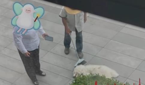 派出所回應(yīng)杭州高空扔狗事件 照片曝光直接讓人大呼意外