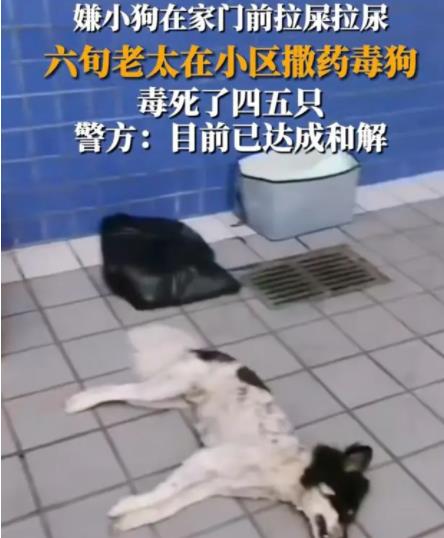 女子疑在小區(qū)內(nèi)撒藥致多條狗死亡 真相曝光簡直太驚人了