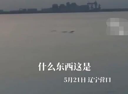 男子稱拍到5米長不明生物 現場曝光不知道是什么