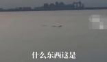 男子稱拍到5米長不明生物 現(xiàn)場曝光不知道是什么