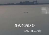 男子稱拍到5米長(zhǎng)不明生物 現(xiàn)場(chǎng)曝光畫(huà)面簡(jiǎn)直驚個(gè)呆