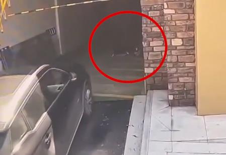 清潔工躺車庫被碾身亡司機(jī)申請國賠 真相曝光簡直太驚人了