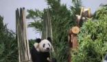 丫丫回到北京動物園 暫不對外展出 原因竟是這樣太無奈了