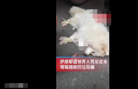 薩摩耶遭領(lǐng)養(yǎng)人男友捆腳丟棄死亡 原因竟是這樣實(shí)在是太意外了