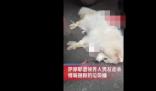 薩摩耶遭領(lǐng)養(yǎng)人男友捆腳丟棄死亡 原因竟是這樣實(shí)在是太意外了