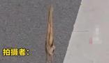 男子路遇紙片鳥一查竟是國保動物 照片曝光直接讓人大呼意外