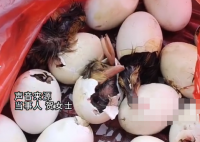 男子趕集買毛蛋到家全變鴨子 內(nèi)幕曝光簡(jiǎn)直太意外了