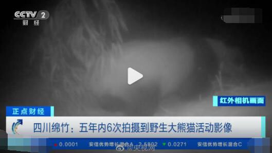 野生大熊貓用屁股蹭了蹭紅外相機 究竟是怎么回事？