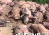 豬場因斷電死亡462頭豬損失近百萬 真相曝光簡直太驚人了 