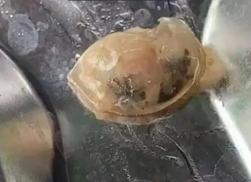 廣州通報高校食堂飯菜異物檢測情況 到底是什么情況?