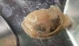 廣州通報高校食堂飯菜異物檢測情況 到底是什么情況?