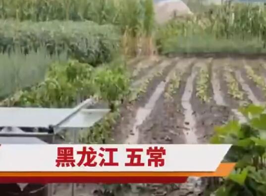 五常大米產(chǎn)地被淹 農(nóng)戶哽咽:全完了 結果真的令人大吃一驚