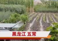 五常大米產地被淹 農戶哽咽:全完了 結果真的令人大吃一驚