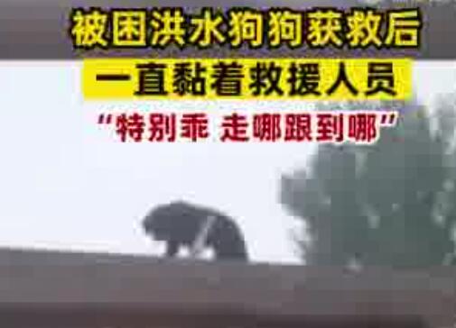 小狗被救后黏上救援隊隊員 原因揭秘直接讓人傻眼了