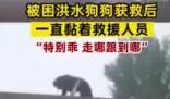 小狗被救后黏上救援隊隊員 原因揭秘直接讓人傻眼了