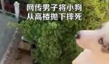 男子將小狗從高樓拋下摔死并炫耀 真相揭露真的令人大吃一驚