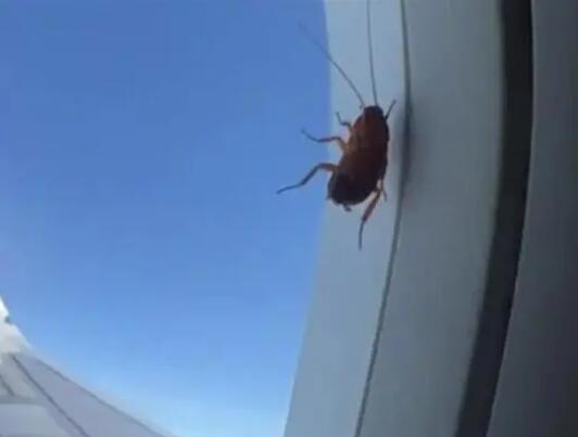 航司回應飛機舷窗上趴著蟑螂 原因太出乎意料了