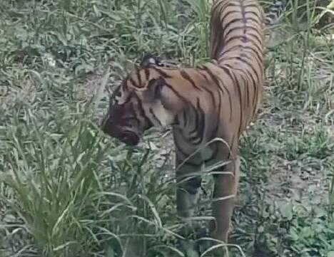 廣州動物園老虎餓得吃草?園方回應(yīng) 真相揭露真的令人大吃一驚