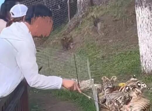男子景區拿木棍捅小老虎 原因揭秘直接讓人傻眼了