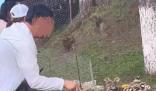 男子景區拿木棍捅小老虎 原因揭秘直接讓人傻眼了