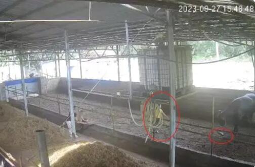 6歲男孩在牛棚玩耍被公牛頂撞離世 背后真相簡直驚呆了眾人