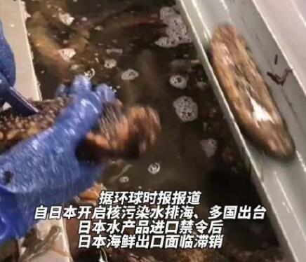 日本養(yǎng)殖戶訴苦兩億頭海參沒(méi)處賣 事件始末是什么?