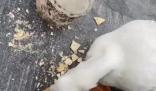男子抓柯爾鴨當(dāng)肉鴨吃賠了8千元 男子為貪小便宜行為道歉