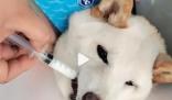 柴犬誤食70粒布洛芬主人花5千救回 兩次進醫(yī)院治療