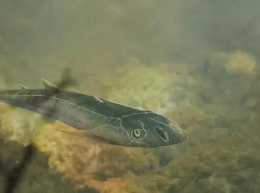 已滅絕4.36億年的魚化石被發現 究竟是怎么回事？