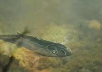 已滅絕4.36億年的魚(yú)化石被發(fā)現(xiàn) 究竟是怎么回事？