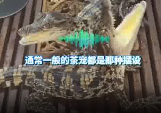 男子養2條活體mini鱷魚當茶寵 背后真相實在讓人驚愕