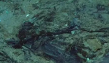 移民船上30具遺體腐爛難以辨認 內幕實在讓人驚個呆