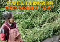 77歲老太被野豬咬傷后將其反殺 背后真相實(shí)在讓人驚愕