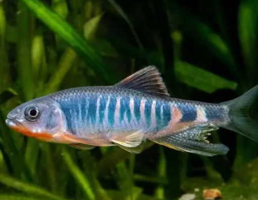 華東地區發現魚類新物種虹彩馬口魚 缺乏科學研究