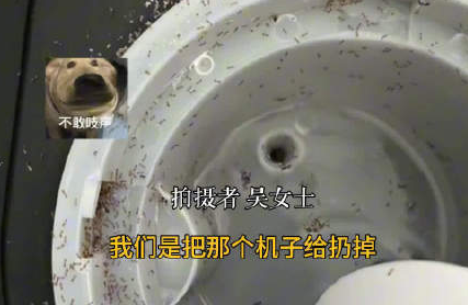 上班7天喝的都是螞蟻泡澡水 背后真相實在讓人驚愕