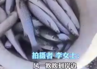 濰坊海面凍住大量梭魚根本撿不完 為什么有這么多魚？