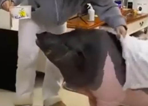 女子養(yǎng)的寵物豬一年長到300多斤 這也太大了吧