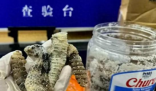 海關查獲1.2公斤生腌響尾蛇 背后真相實在讓人驚愕
