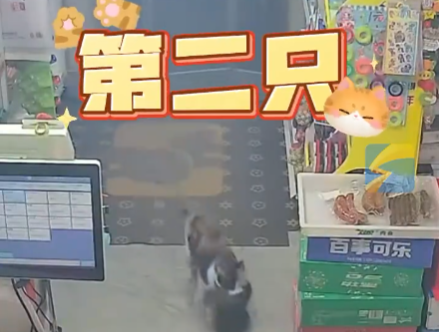流浪貓生產(chǎn)后把小貓崽叼給店主 內(nèi)幕實(shí)在讓人驚個(gè)呆