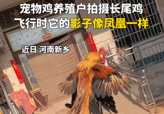 小伙養(yǎng)的長尾雞酷似鳳凰 為什么會長這樣？