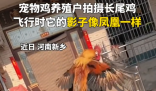 小伙養(yǎng)的長尾雞酷似鳳凰 為什么會長這樣？
