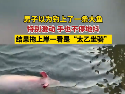 男子以為釣到一條大魚結果是豬 到底是哪里來的？