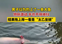 男子以為釣到一條大魚結果是豬 到底是哪里來的？