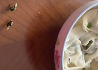 盒馬餛飩疑吃出蟑螂 當?shù)厥斜O(jiān)局回應 實在太惡心了