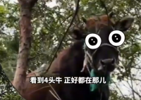 女生戶外徒步觸發(fā)支線找牛任務 找了40多分鐘就找到了4只迷路的牛
