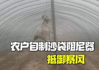 農戶自制沙袋阻尼器抵御暴風 成功保護了他的大棚免受破壞