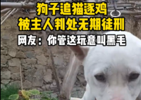 狗子在家追貓逐雞被主人綁起來 究竟是怎么回事？