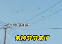 老人去世下葬當天飛來一群仙鶴 究竟是怎么回事？